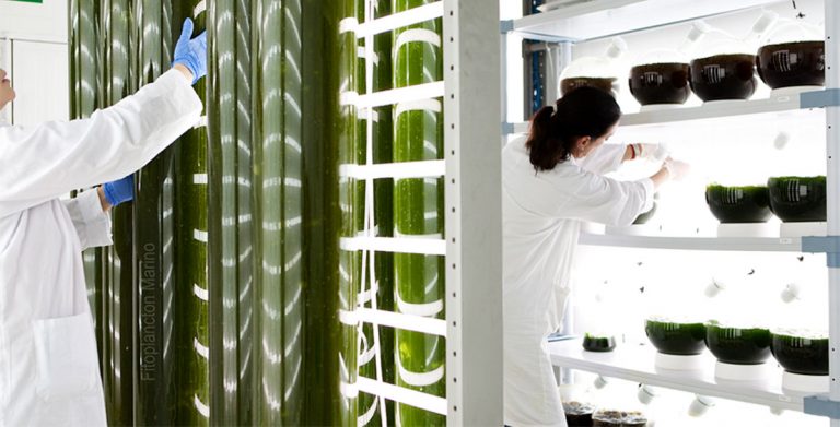 phytoplankton sustainable farming